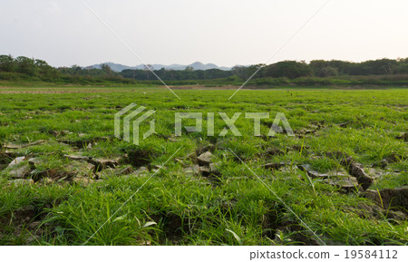 Cracked earth and grassland Cracked earth and grassland 19584112