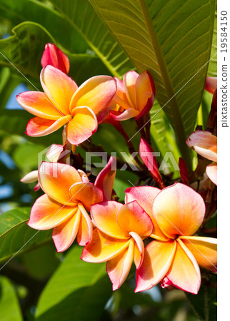 Beautiful orange flower Beautiful orange flower 19584150
