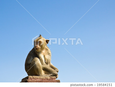 Macaque monkey Macaque monkey 19584151