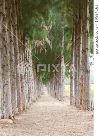 Pathway to Tunnel of Pine Trees Pathway to Tunnel of Pine Trees 19584162