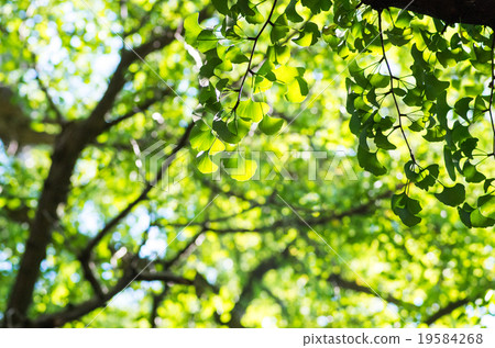 The Great Ginkgo of Kishikami (Scenery of Tokyo Metropolis) 19584268