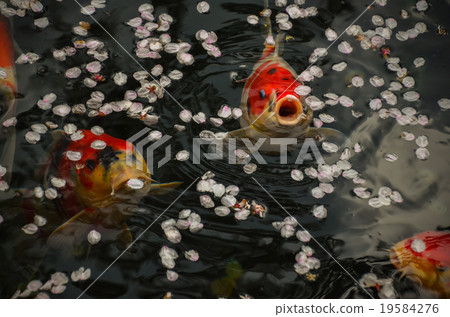 Cherry blossoms of Asakusa, carp and pond 19584276