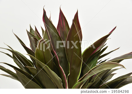 Dracaena Cappuccino 19584298