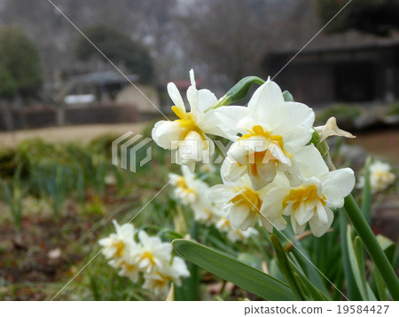 General Park · Narcissus General Park · Narcissus 19584427