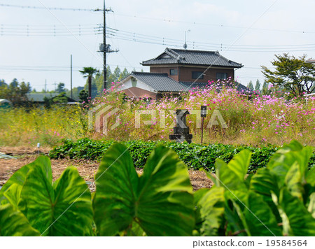 Mr. Jizo and Satomi Field 19584564