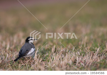 I miss you ... 19584566