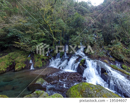 Kikuchi Gorge 19584607