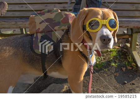 寵物狗和登山 寵物狗和登山 19585215