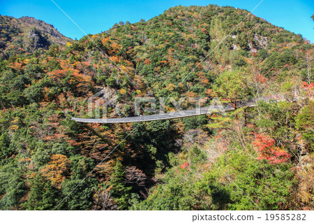Plum tree roaring park Suspension bridge 19585282