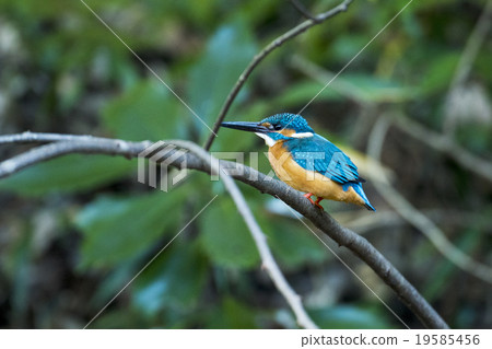 Waterfront jeweled kingfisher Waterfront jeweled kingfisher 19585456