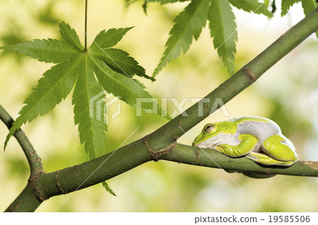 Schlegel bird kept resting on the maple tree Schlegel bird kept resting on the maple tree 19585506