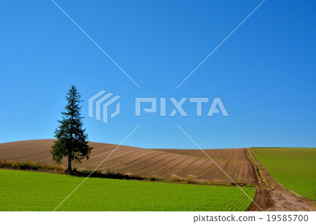 Shogo Biei（170） 19585700