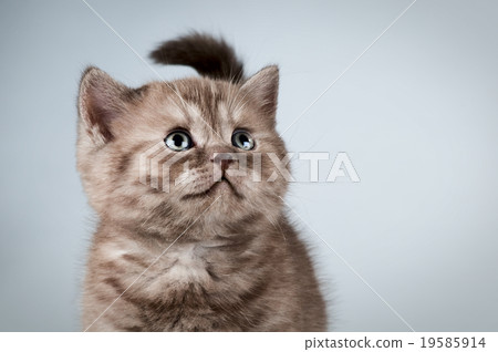 kitten 19585914