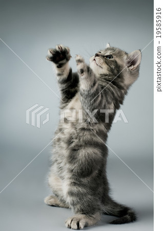 kitten 19585916