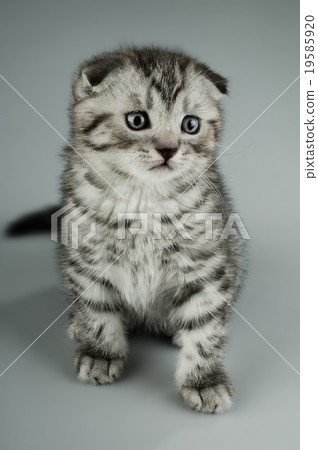 kitten 19585920