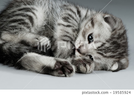 kitten 19585924