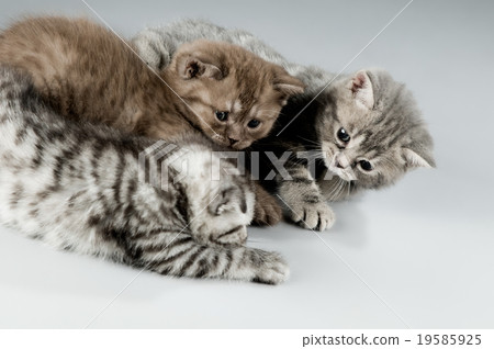 kitten 19585925