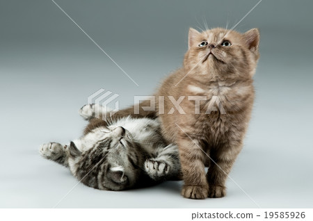 kitten 19585926
