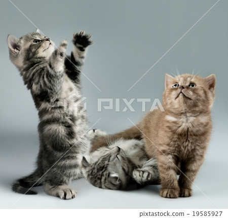 kitten 19585927