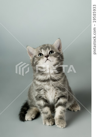 kitten kitten 19585933