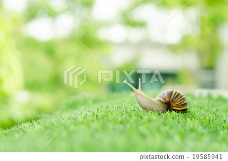 The journey of snail. The journey of snail. 19585941
