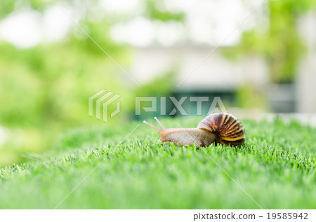 The journey of snail. The journey of snail. 19585942