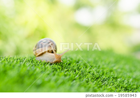The journey of snail. The journey of snail. 19585943