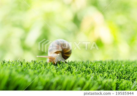 The journey of snail. The journey of snail. 19585944