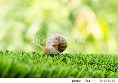 The journey of snail. The journey of snail. 19585945