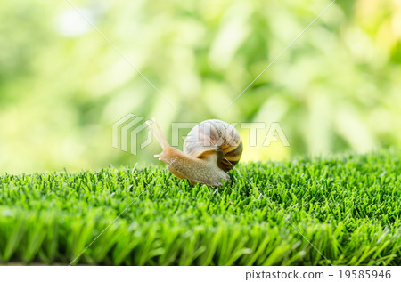 The journey of snail. The journey of snail. 19585946