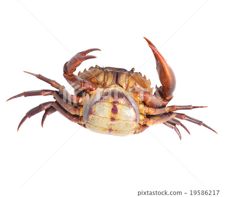 crab isolated on white background crab isolated on white background 19586217