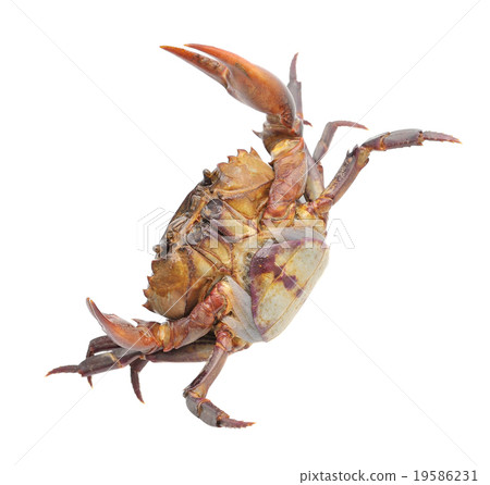 crab isolated on white background 19586231