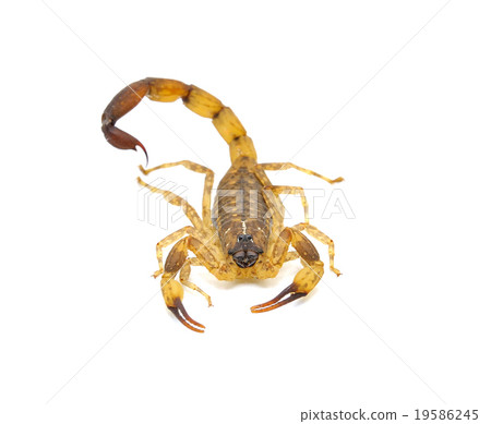 Scorpion isolated on white background Scorpion isolated on white background 19586245