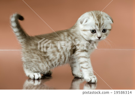 kitten kitten 19586314