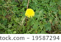  Dandelion 19587294