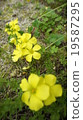 Oxalis 19587295