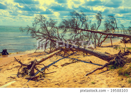 Wild desert beach with fallen dead trees Wild desert beach with fallen dead trees 19588103