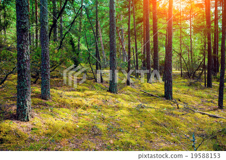 Pine forest in sunny day Pine forest in sunny day 19588153
