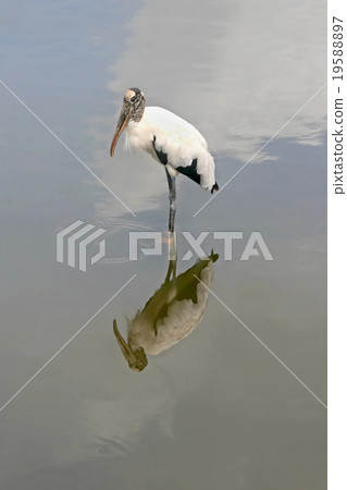 Wood Stork Wood Stork 19588897