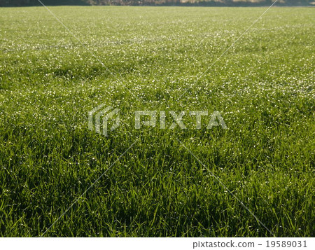 梅多 梅多 19589031