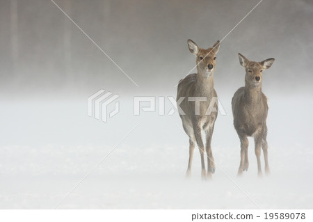 Ezo deer Ezo deer 19589078