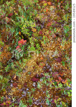 Mosses and lichens 19589125