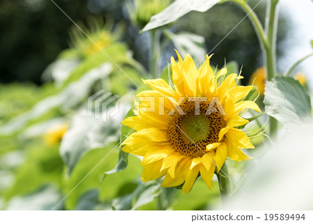 Sunflower 19589494