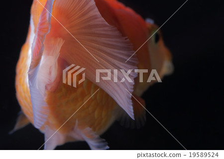 Goldfish   19589524