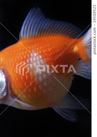 Goldfish Goldfish 19589525