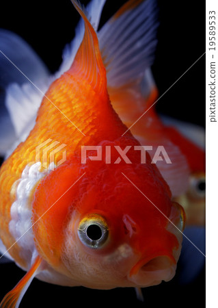 Goldfish   19589533