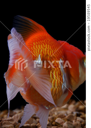 Goldfish Goldfish 19589545