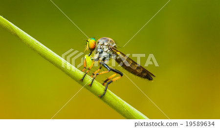 Asilidae (robber fly) sits on a blade of grass Asilidae (robber fly) sits on a blade of grass 19589634