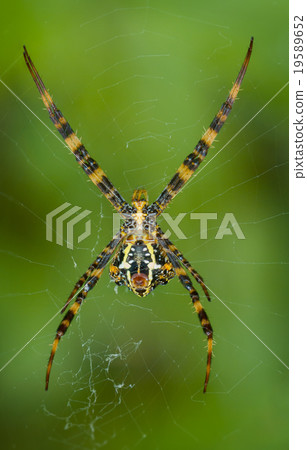 Yellow-black Argiope spider in its web. Bottom vie 19589652