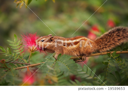 Closeup Shot of a Palm Squirrel in India 19589653